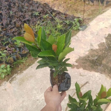 龙船花小袋中袋基地直销质量优质有需要的老板欢迎来电洽谈