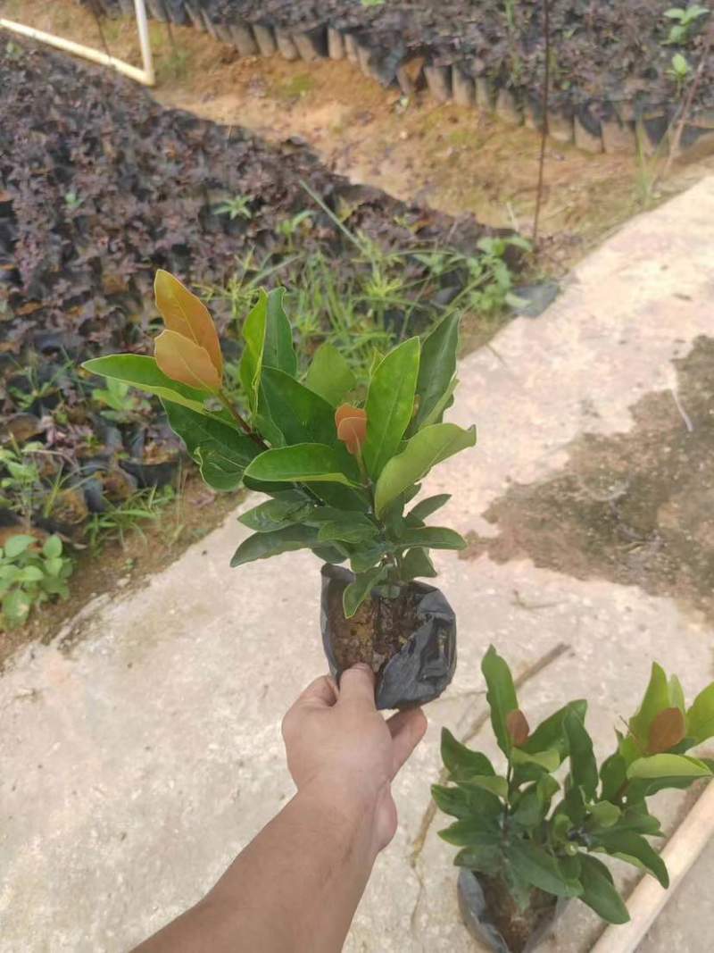 龙船花小袋中袋基地直销质量优质有需要的老板欢迎来电洽谈