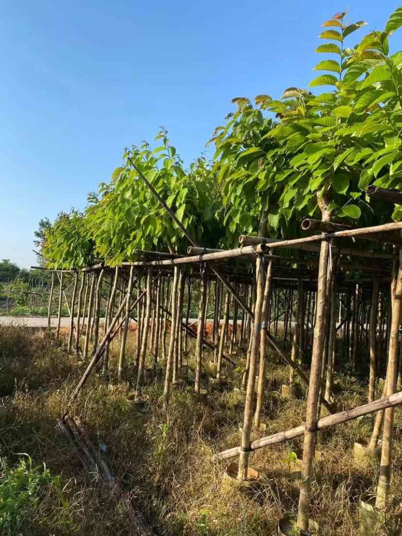 大叶紫薇基地直销规格齐全有需要的老板欢迎来电洽谈合作