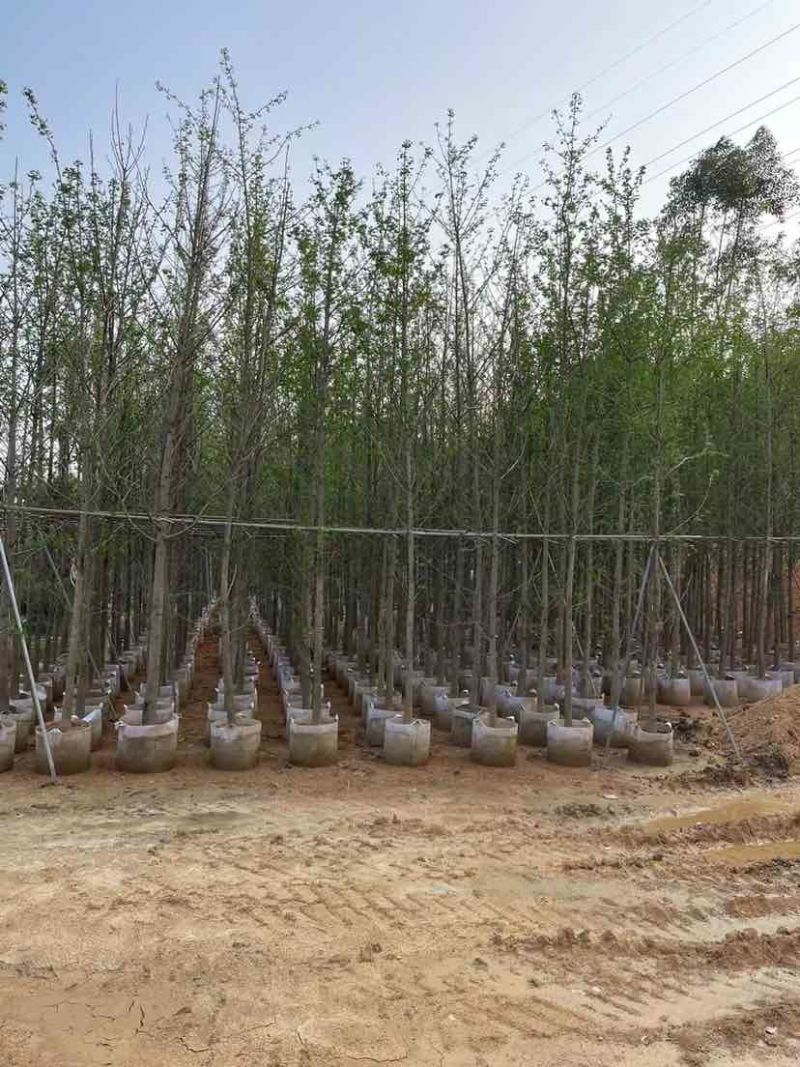 银杏树基地直销规格齐全有需要的老板欢迎来电洽谈合作