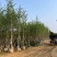 银杏树基地直销规格齐全有需要的老板欢迎来电洽谈合作