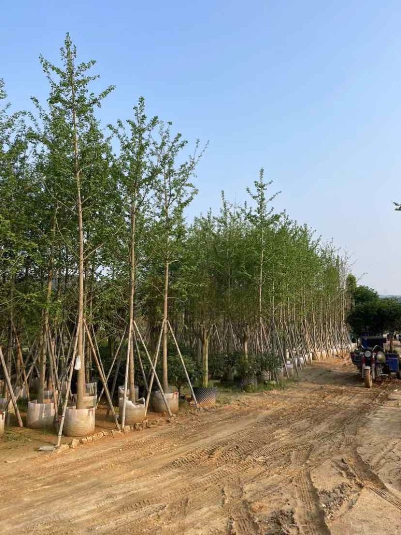 银杏树基地直销规格齐全有需要的老板欢迎来电洽谈合作