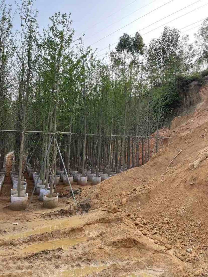 银杏树基地直销规格齐全有需要的老板欢迎来电洽谈合作
