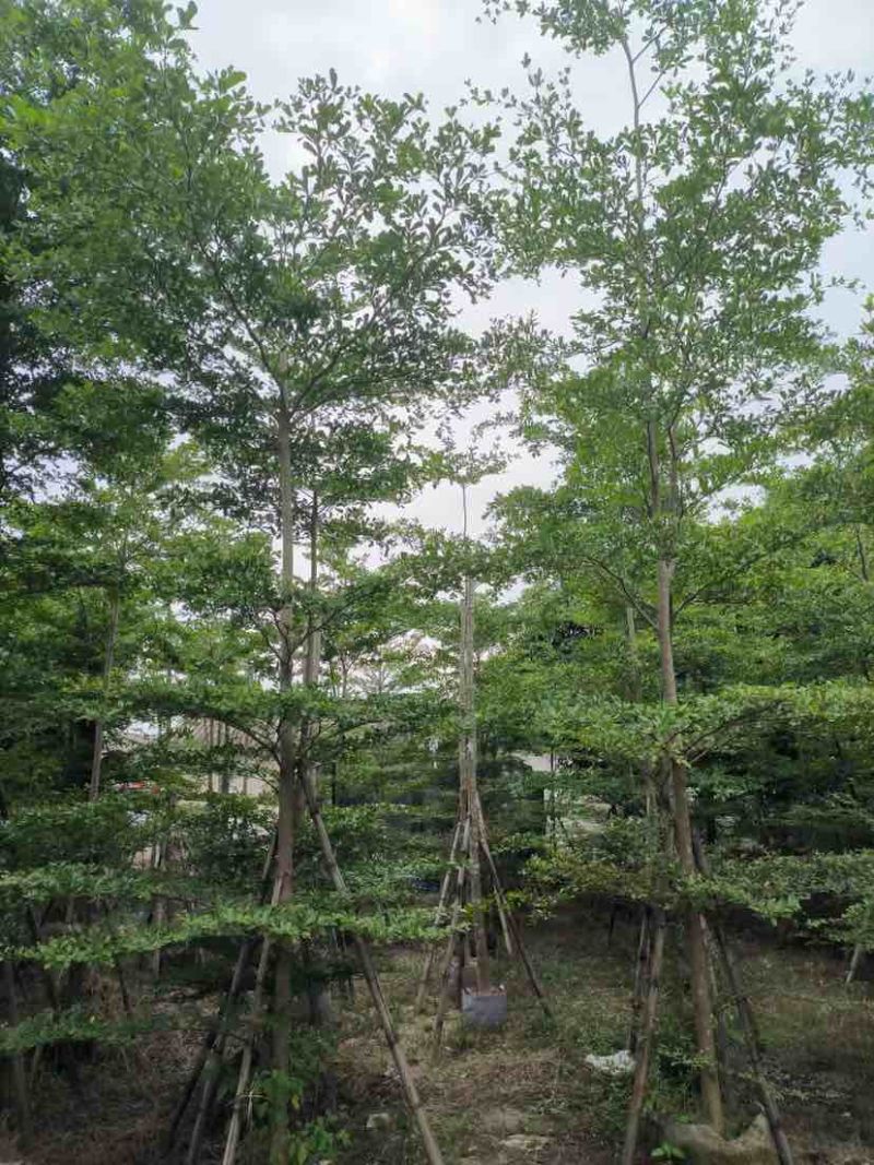 小叶榄仁树基地直销规格齐全有需要的老板欢迎来电洽谈合作
