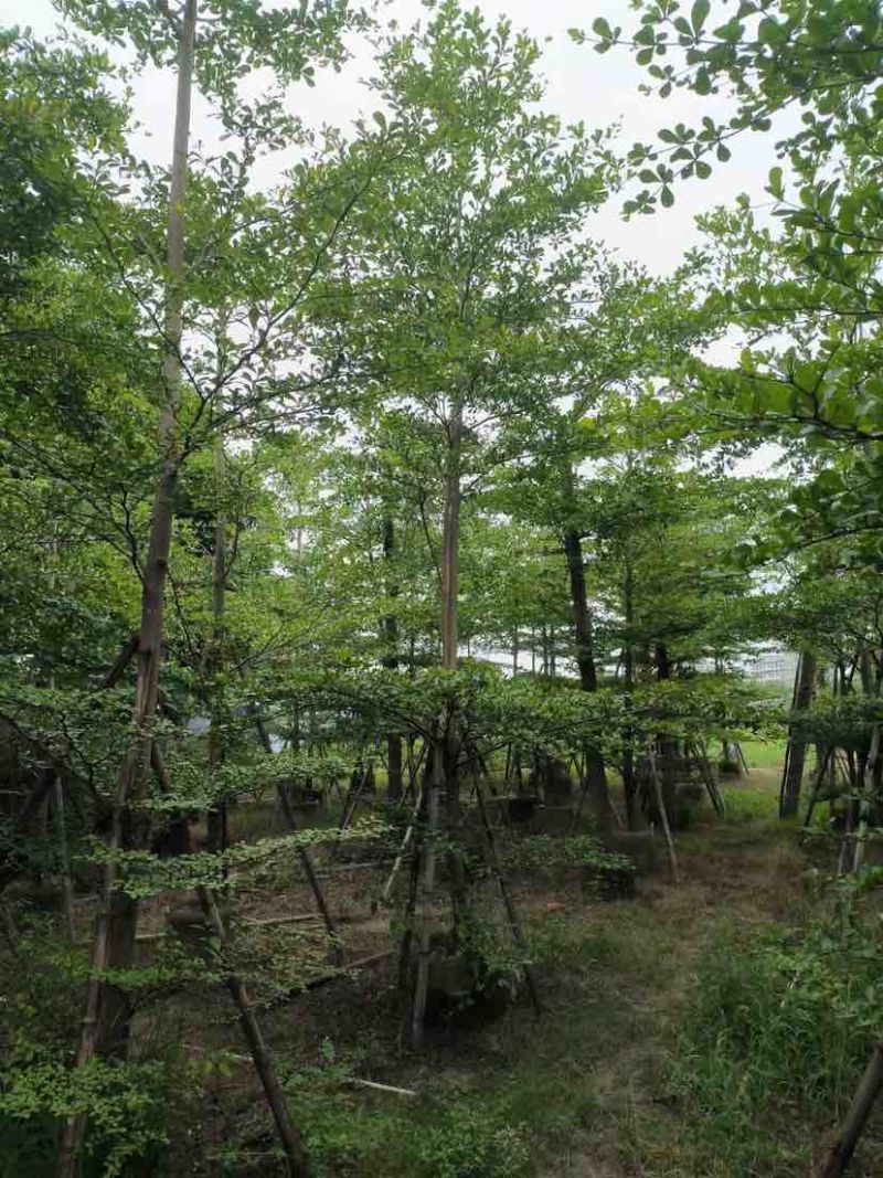 小叶榄仁树基地直销规格齐全有需要的老板欢迎来电洽谈合作