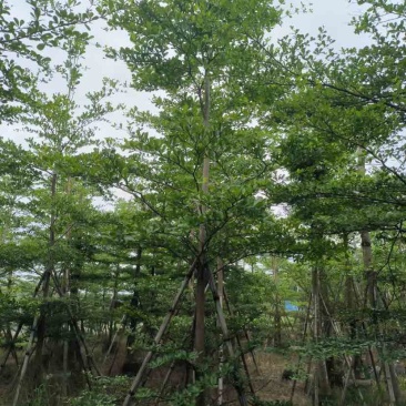 小叶榄仁树基地直销规格齐全有需要的老板欢迎来电洽谈合作