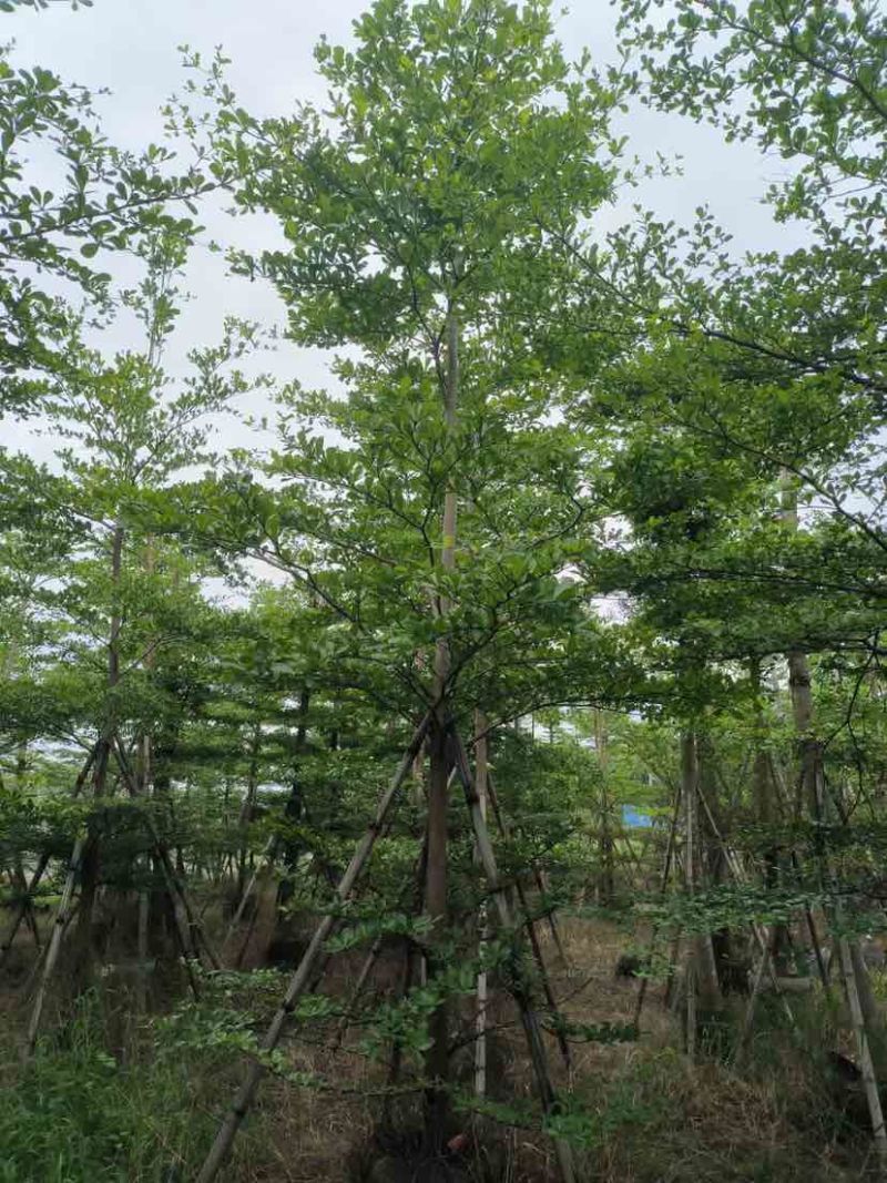 小叶榄仁树基地直销规格齐全有需要的老板欢迎来电洽谈合作