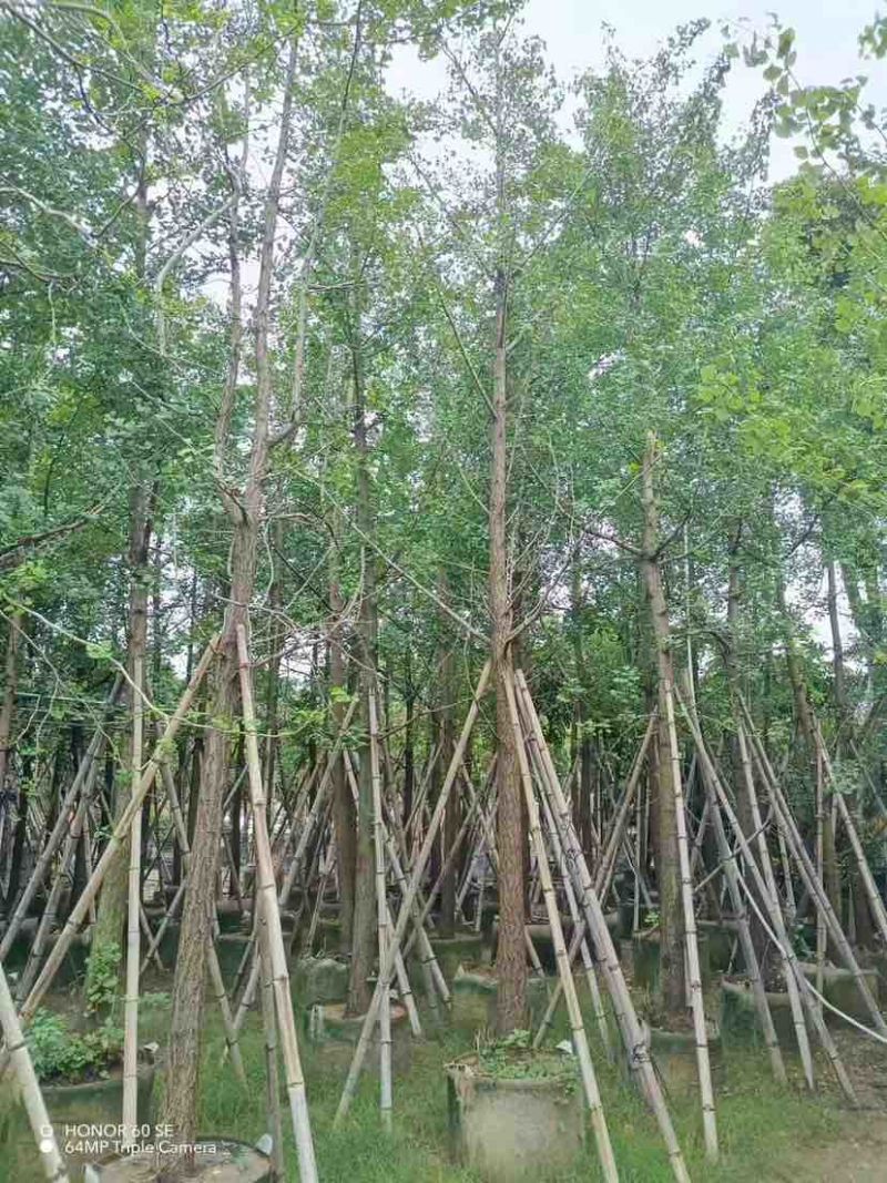 银杏树基地直销规格齐全有需要的老板欢迎来电洽谈合作