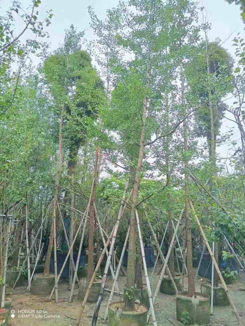 银杏树基地直销规格齐全有需要的老板欢迎来电洽谈合作