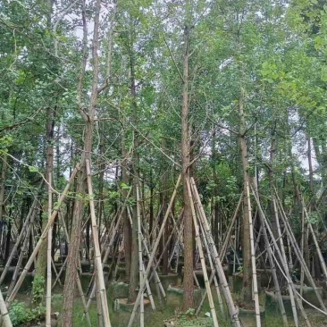 银杏树基地直销规格齐全有需要的老板欢迎来电洽谈合作