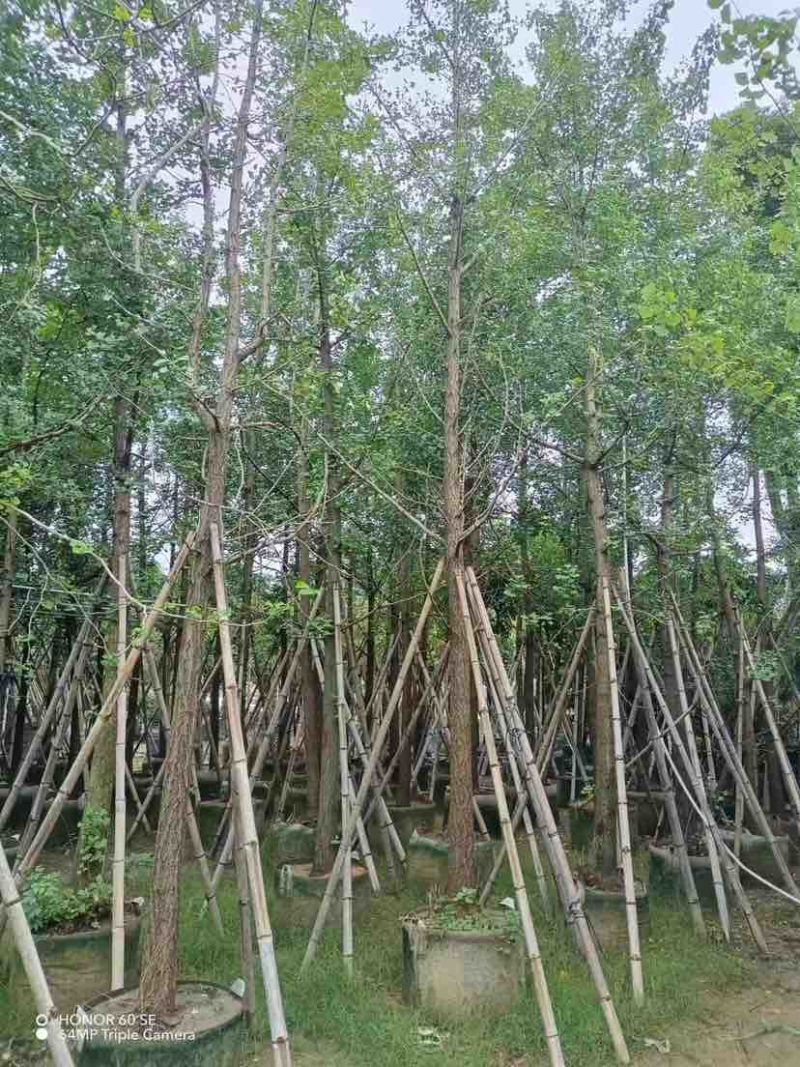 银杏树基地直销规格齐全有需要的老板欢迎来电洽谈合作