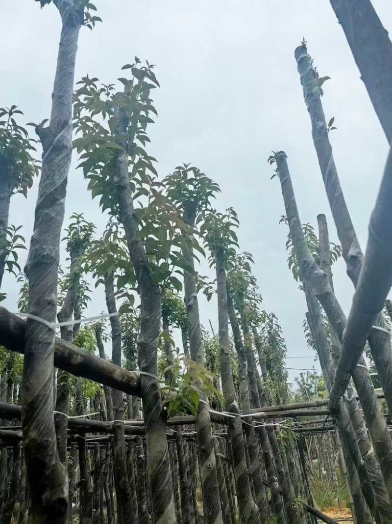 铁冬青/万紫千红基地直销规格齐全有需要的老板欢迎来电洽谈