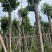 重阳木基地直销规格齐全有需要的老板欢迎来电洽谈合作