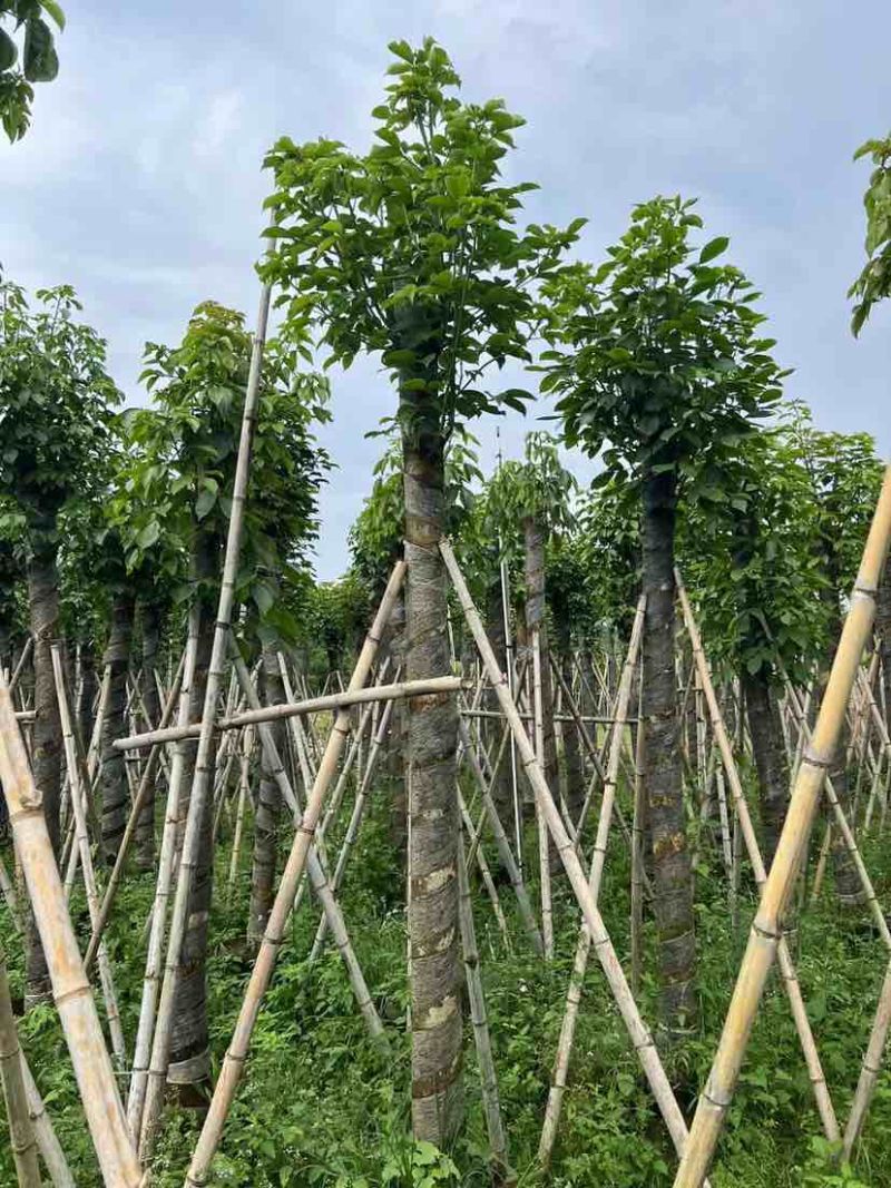 重阳木基地直销规格齐全有需要的老板欢迎来电洽谈合作