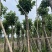 重阳木基地直销规格齐全有需要的老板欢迎来电洽谈合作