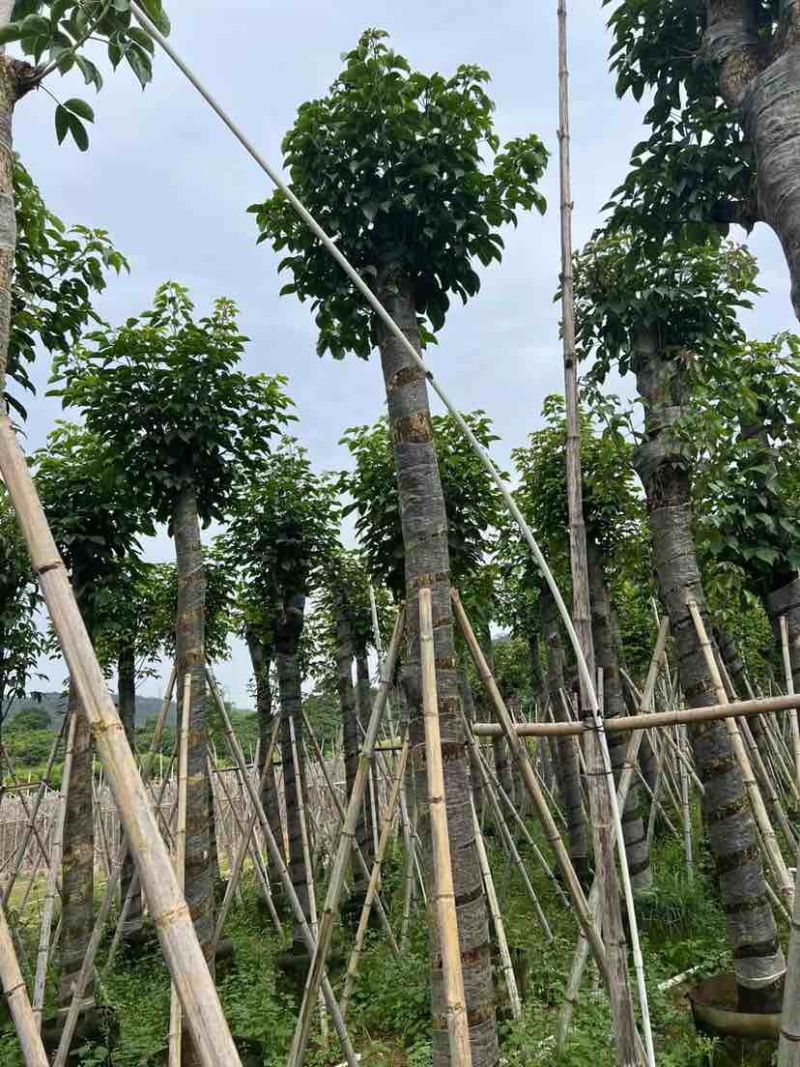 重阳木基地直销规格齐全有需要的老板欢迎来电洽谈合作