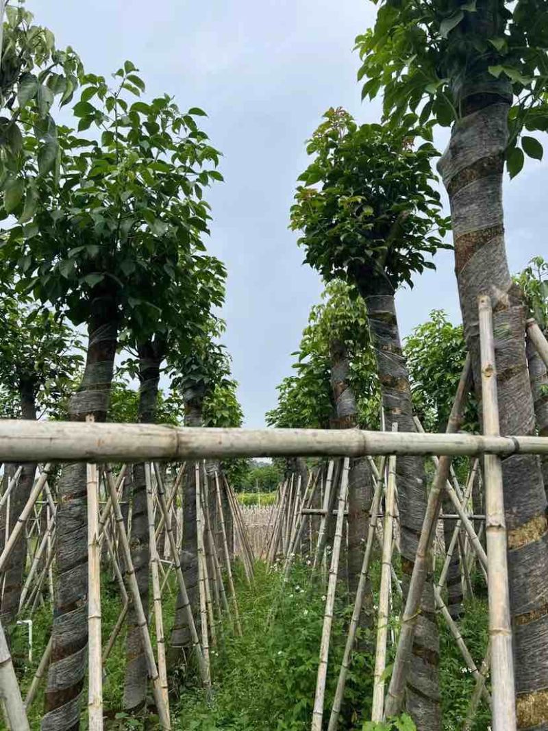 重阳木基地直销规格齐全有需要的老板欢迎来电洽谈合作