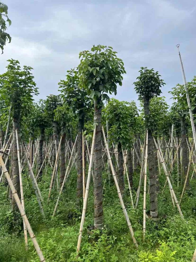 重阳木基地直销规格齐全有需要的老板欢迎来电洽谈合作
