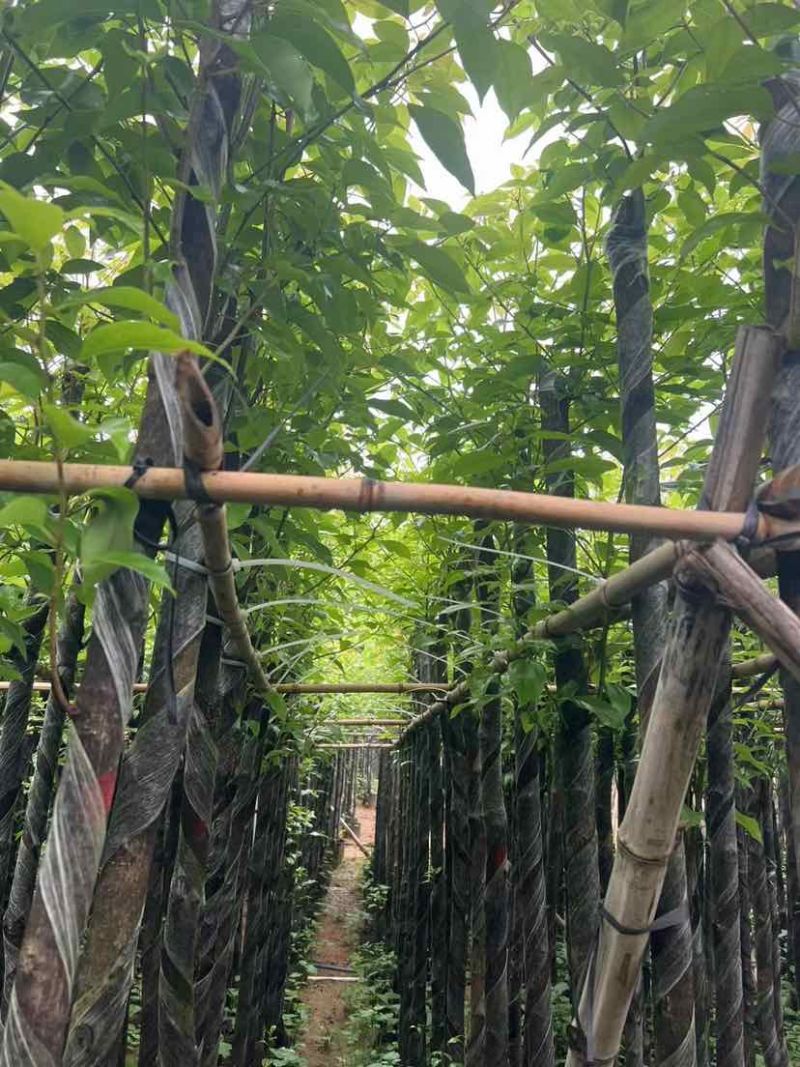 截杆香樟基地直销规格齐全有需要的老板欢迎来电洽谈合作