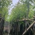 截杆香樟基地直销规格齐全有需要的老板欢迎来电洽谈合作