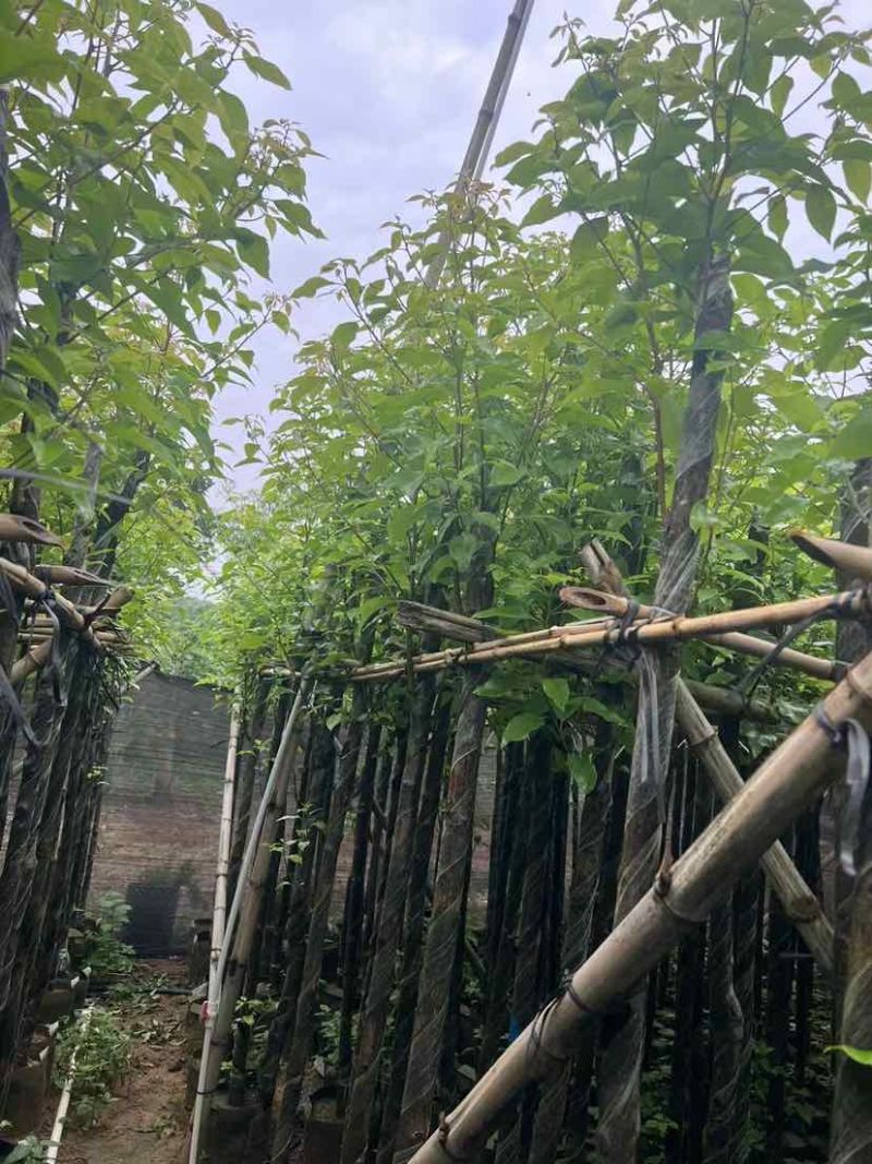 截杆香樟基地直销规格齐全有需要的老板欢迎来电洽谈合作
