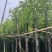 截杆香樟基地直销规格齐全有需要的老板欢迎来电洽谈合作