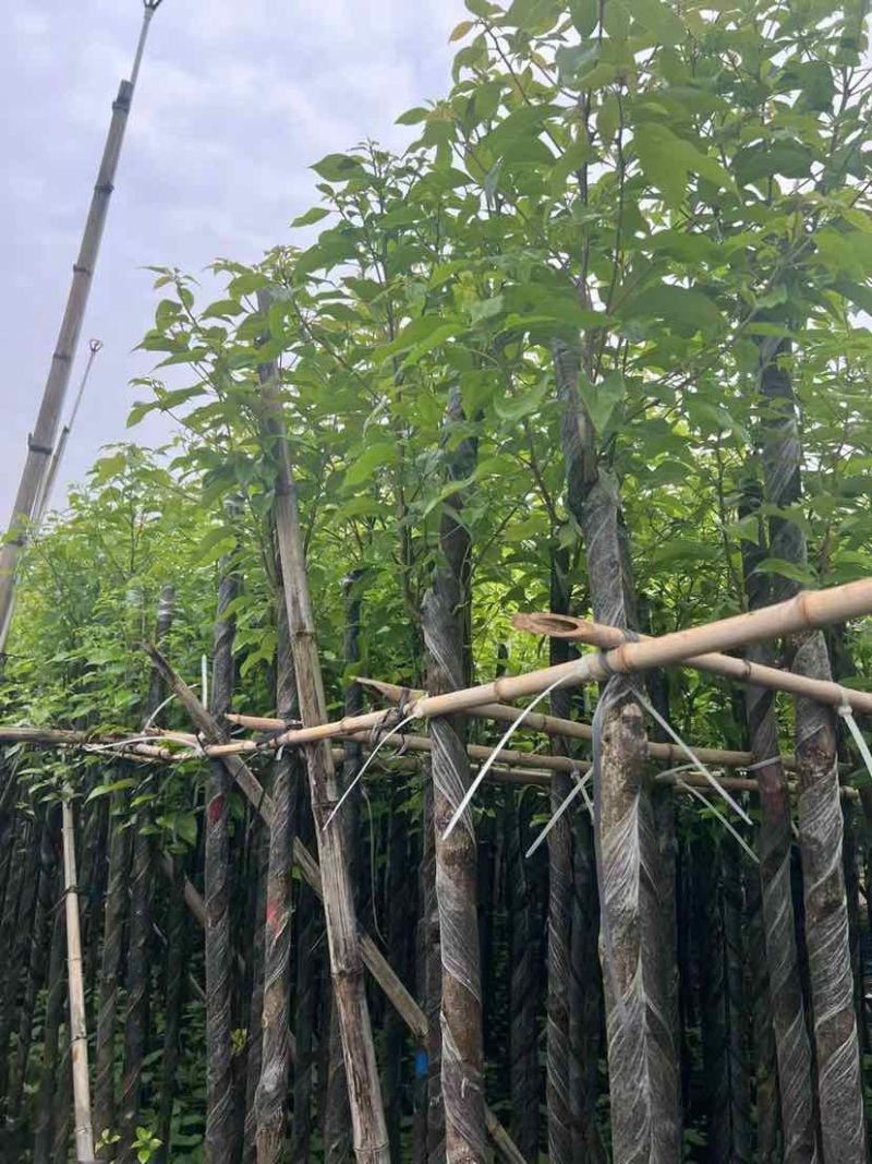 截杆香樟基地直销规格齐全有需要的老板欢迎来电洽谈合作