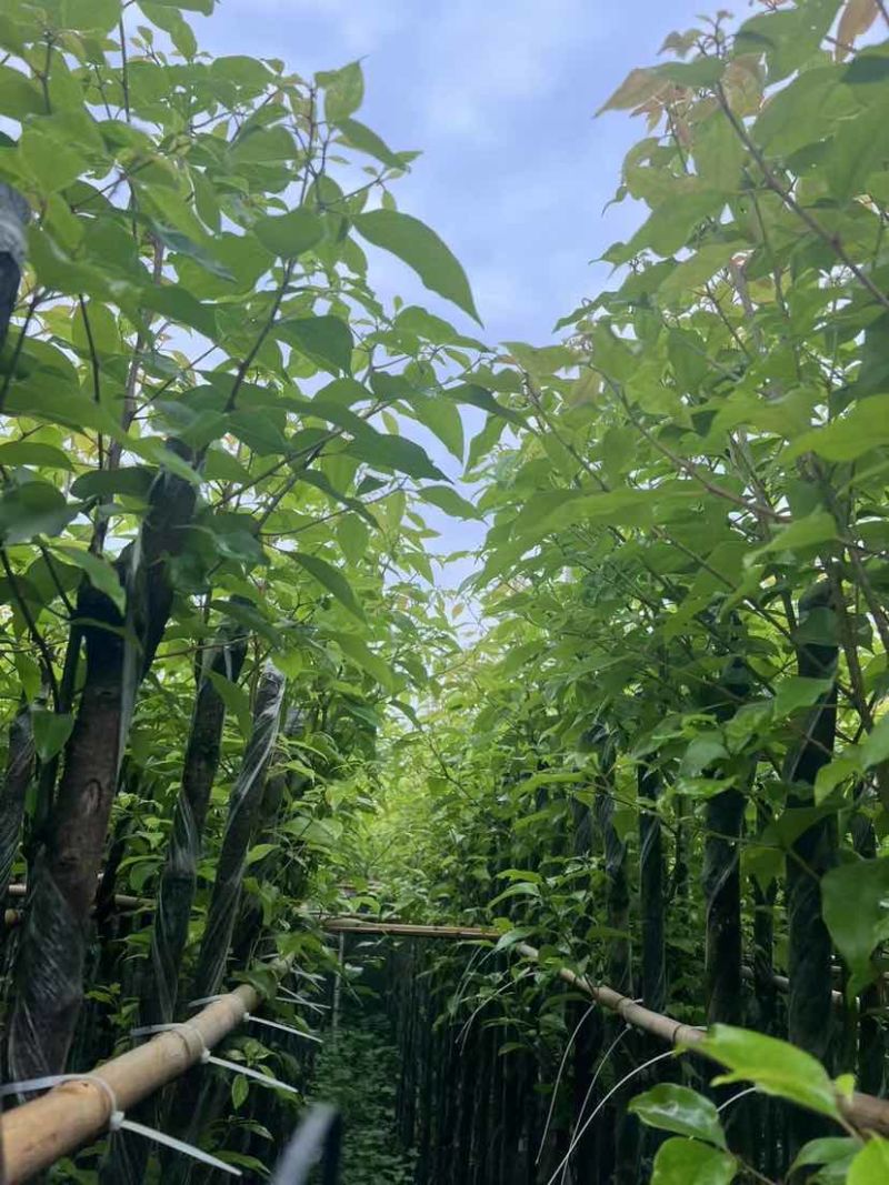 截杆香樟基地直销规格齐全有需要的老板欢迎来电洽谈合作