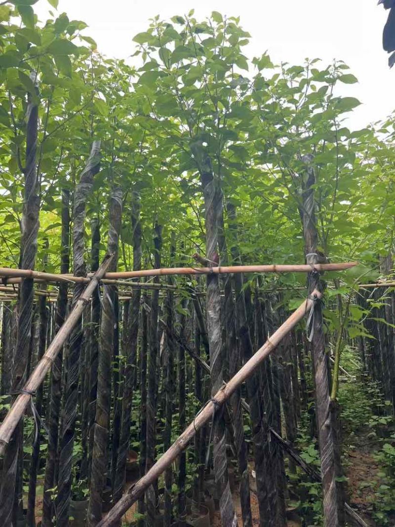 截杆香樟基地直销规格齐全有需要的老板欢迎来电洽谈合作