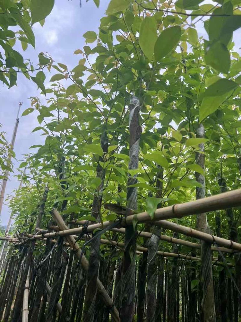 截杆香樟基地直销规格齐全有需要的老板欢迎来电洽谈合作