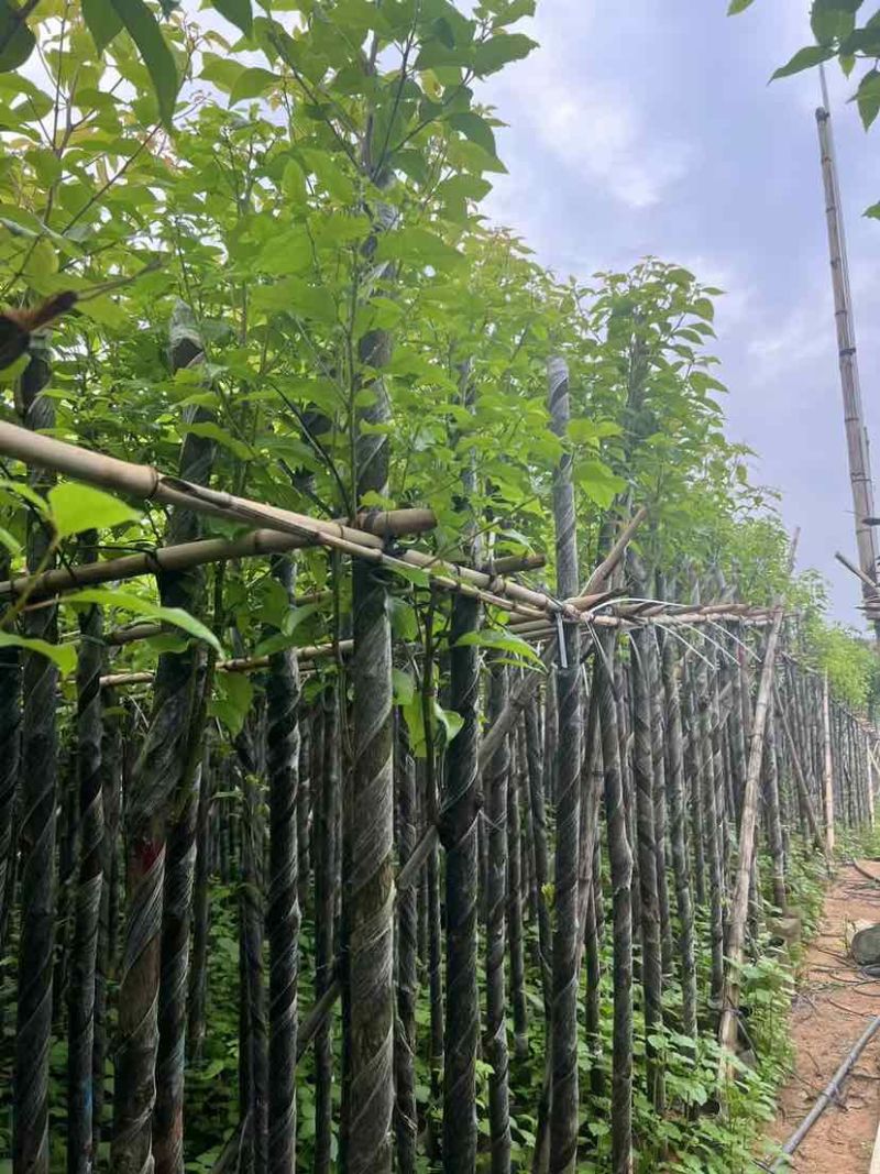 截杆香樟基地直销规格齐全有需要的老板欢迎来电洽谈合作