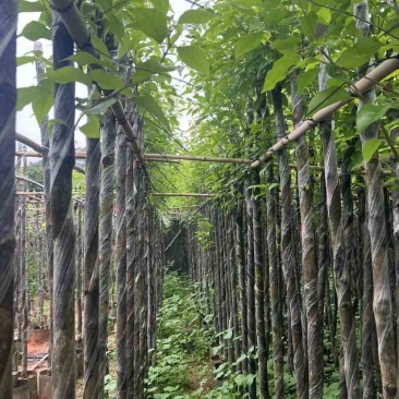 截杆香樟基地直销规格齐全有需要的老板欢迎来电洽谈合作