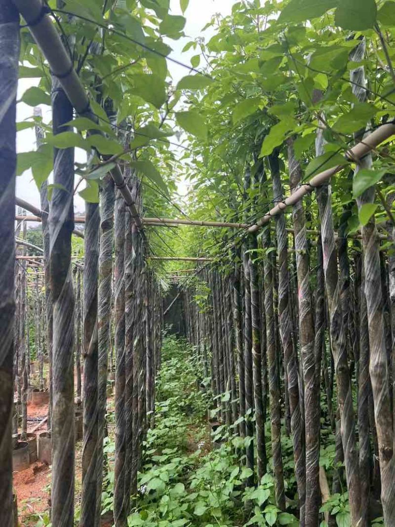 截杆香樟基地直销规格齐全有需要的老板欢迎来电洽谈合作
