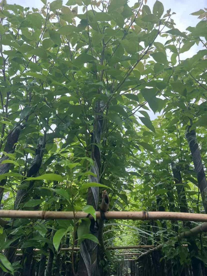 截杆香樟基地直销规格齐全有需要的老板欢迎来电洽谈合作