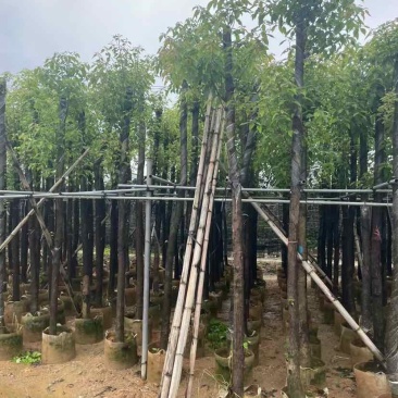 杀头香樟基地直销规格齐全有需要的老板欢迎来电洽谈合作
