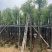 杀头香樟基地直销规格齐全有需要的老板欢迎来电洽谈合作