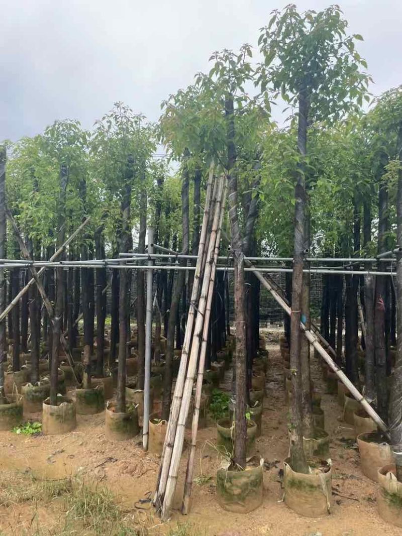 杀头香樟基地直销规格齐全有需要的老板欢迎来电洽谈合作