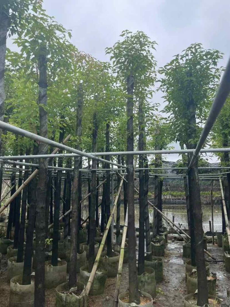 杀头香樟基地直销规格齐全有需要的老板欢迎来电洽谈合作