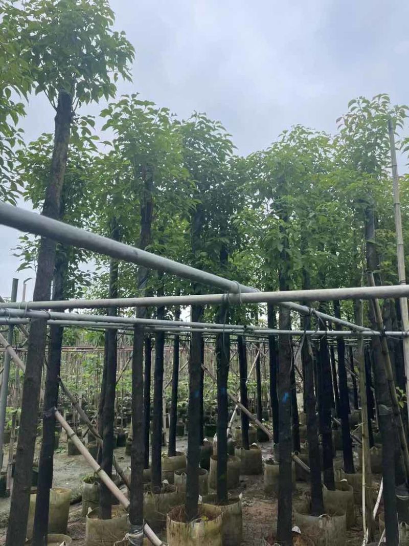 杀头香樟基地直销规格齐全有需要的老板欢迎来电洽谈合作