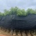 杀头香樟基地直销规格齐全有需要的老板欢迎来电洽谈合作