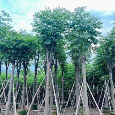 复羽叶栾树/黄山栾树/国庆花基地直销规格齐全欢迎老板来电