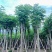 复羽叶栾树/黄山栾树/国庆花基地直销规格齐全欢迎老板来电