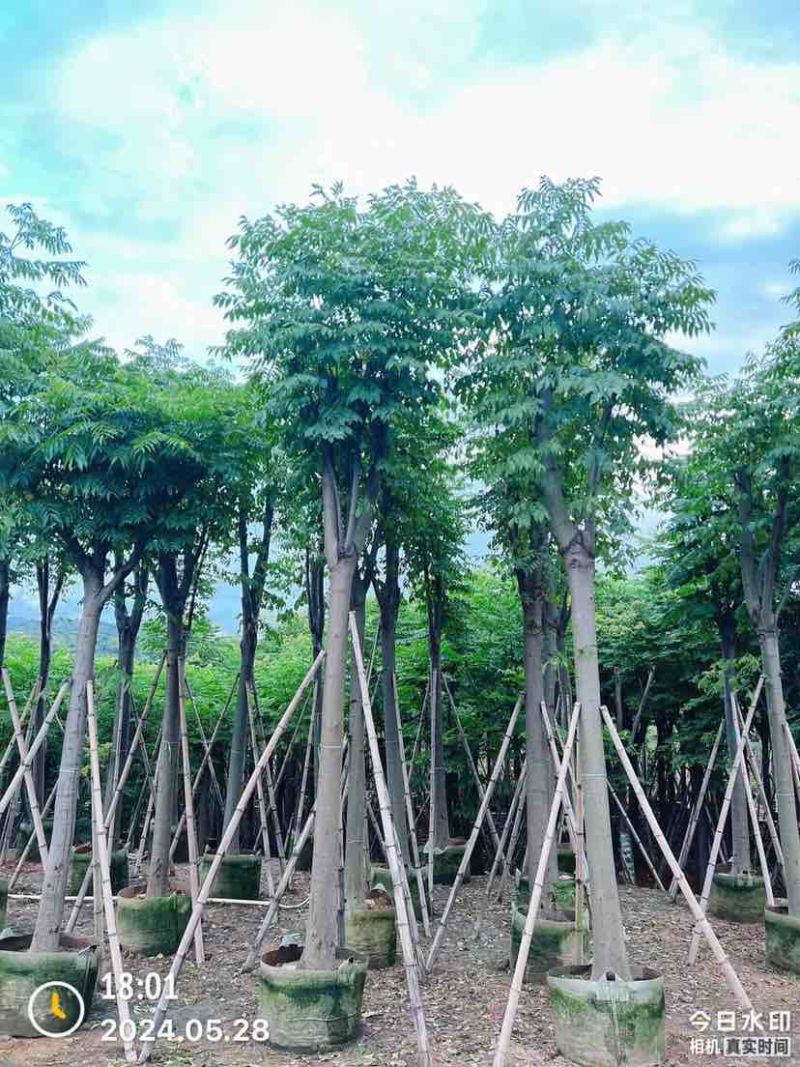 复羽叶栾树/黄山栾树/国庆花基地直销规格齐全欢迎老板来电