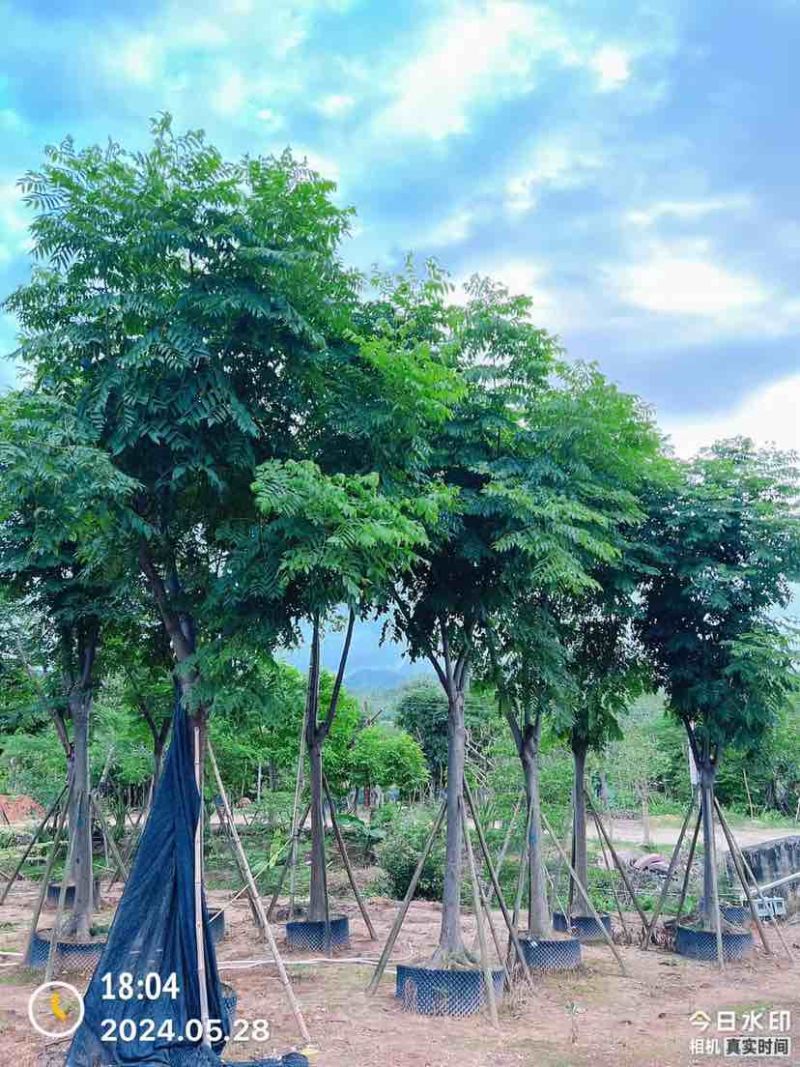 复羽叶栾树/黄山栾树/国庆花基地直销规格齐全欢迎老板来电