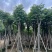 复羽叶栾树/黄山栾树/国庆花基地直销规格齐全欢迎老板来电