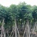 复羽叶栾树/黄山栾树/国庆花基地直销规格齐全欢迎老板来电