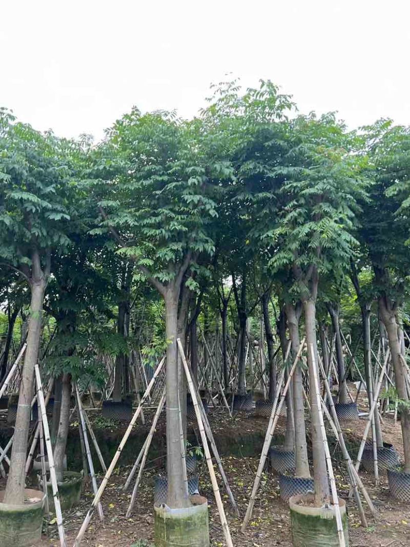 复羽叶栾树/黄山栾树/国庆花基地直销规格齐全欢迎老板来电