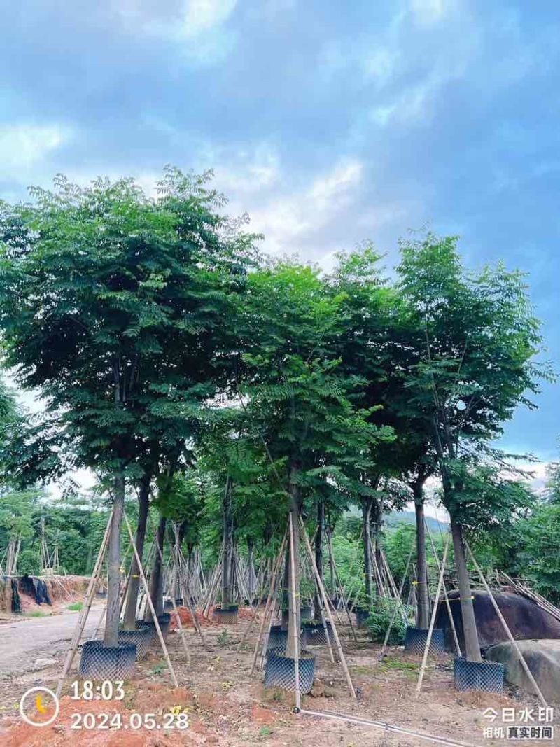 复羽叶栾树/黄山栾树/国庆花基地直销规格齐全欢迎老板来电