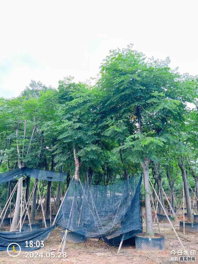 复羽叶栾树/黄山栾树/国庆花基地直销规格齐全欢迎老板来电
