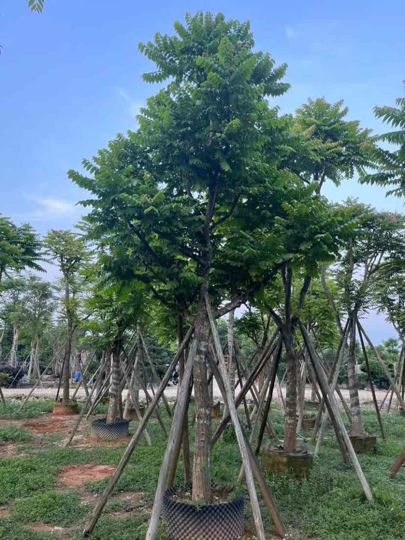 精品全冠麻楝基地直销规格齐全有需要的老板欢迎来电洽谈合作